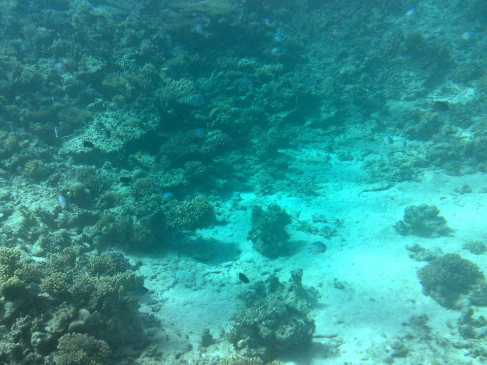 Trauriger Korallenfriedhof Pickalbatros Citadel Resort