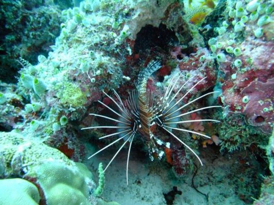 Unterwasser Bootstauchgang NH Collection Maldives Reethi Resort