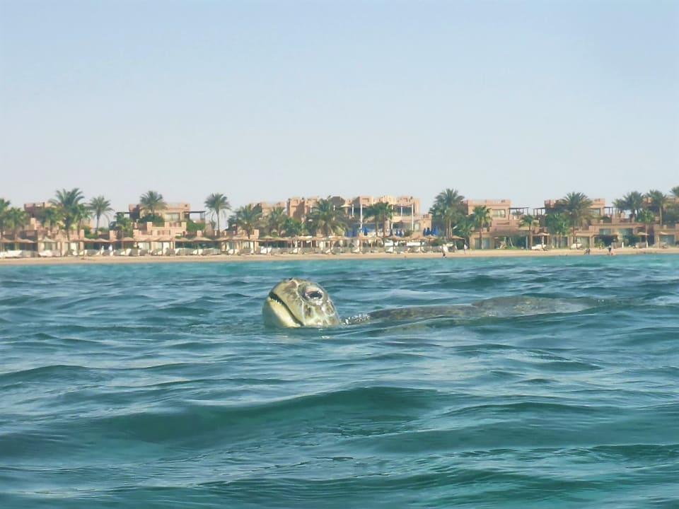 Strand Shams Prestige Abu Soma-Adults Only