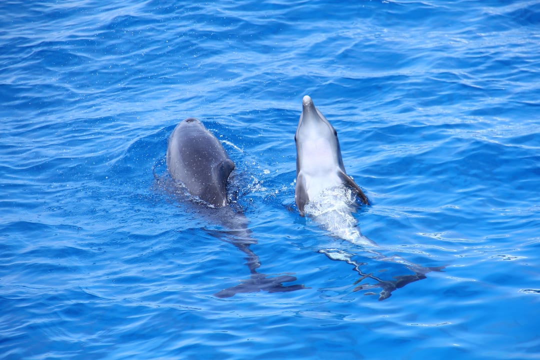 Sport & Freizeit Desert Rose