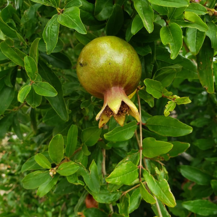 Gartenanlage Alba Queen Hotel