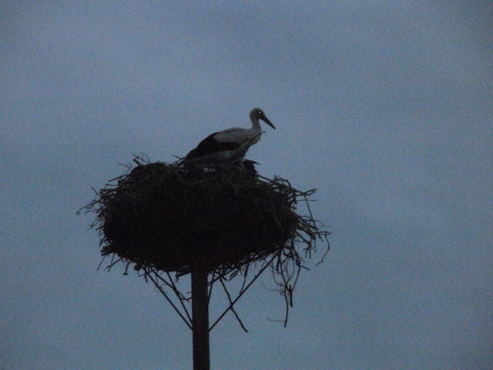 Im Ausgust sind im eingang zum Hotelweg ein Storch Hotel Schloss Herrenstein