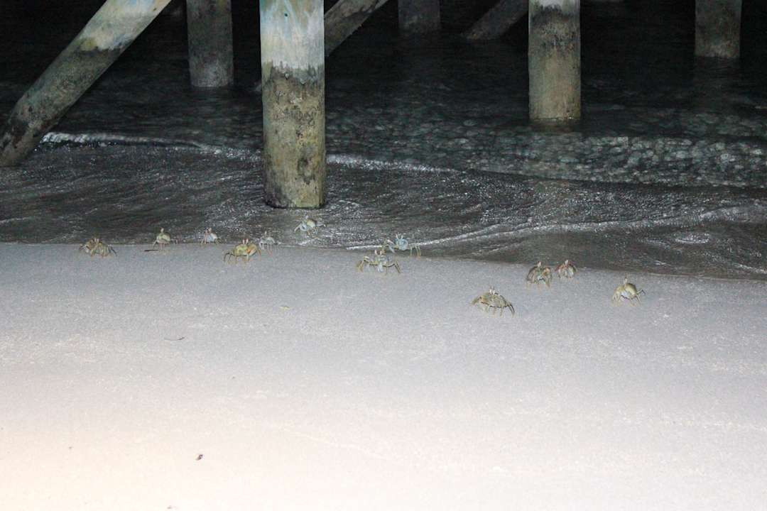 Crab Meeru Maldives Resort Island