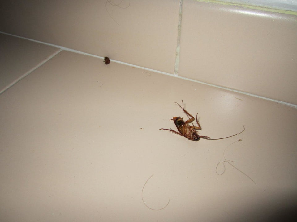 Kakerlaken  Hotel Riu Bambu