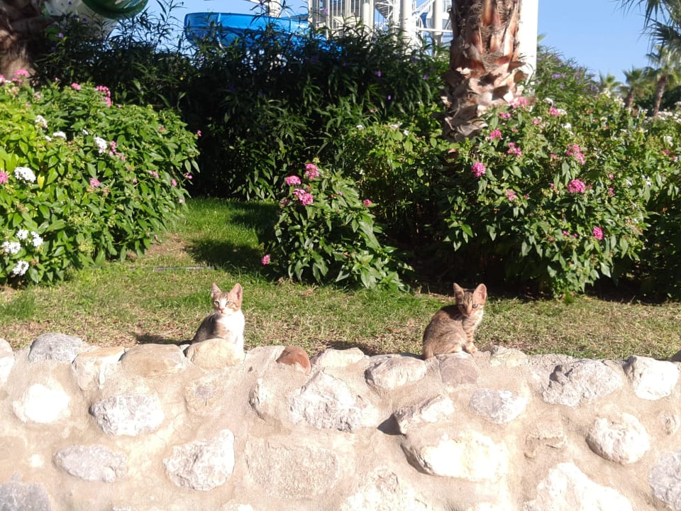 Katzen überall, bedingt duch gedankenloses Füttern Limak Limra Hotel & Resort