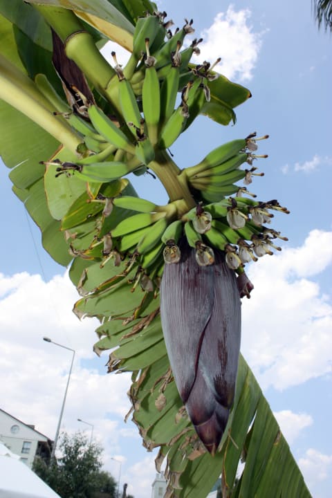 Banaan Royal Atlantis Spa & Resort