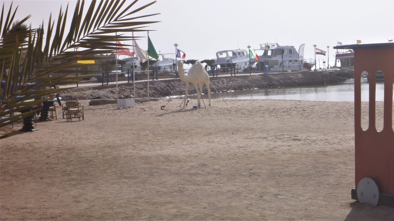Strand Menaville Safaga