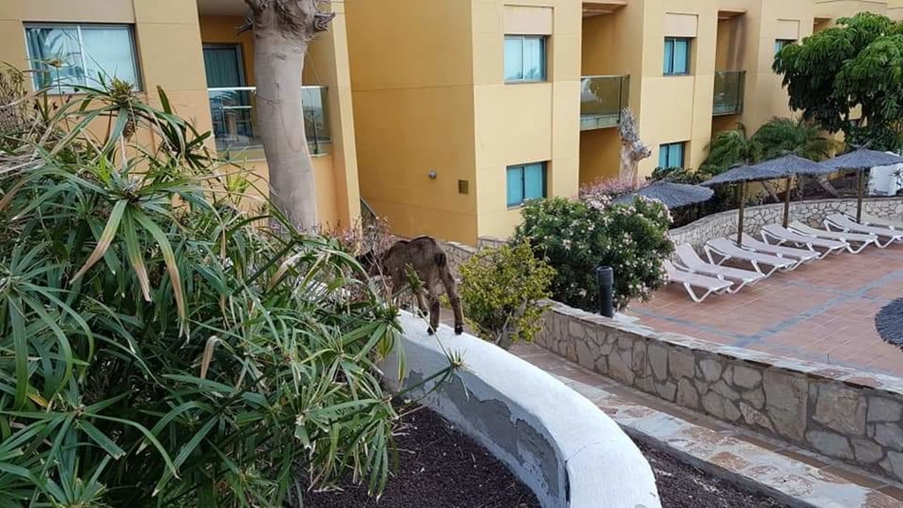 Sonstiges SBH Club Paraiso Playa