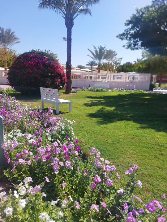 Gartenanlage Desert Rose