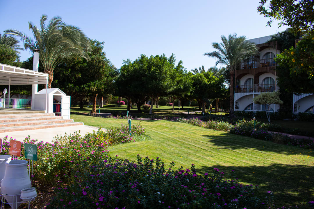 Gartenanlage Desert Rose