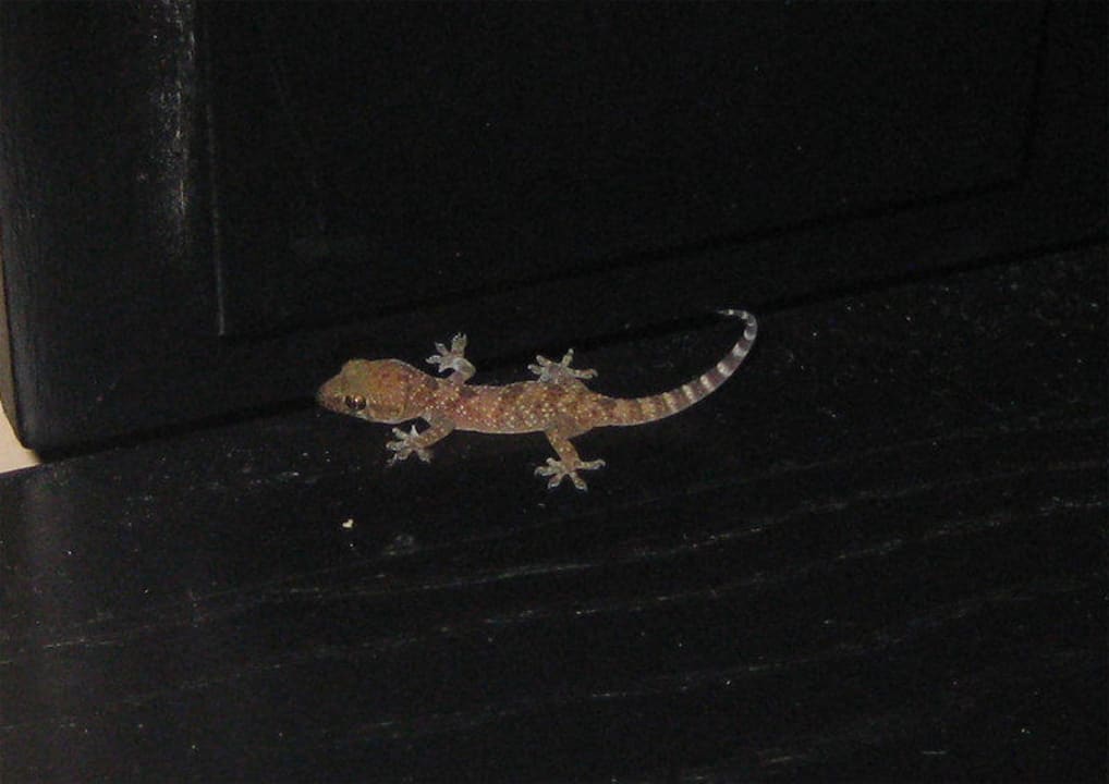 Unser winziger Gast Hotel Fiesta Beach Djerba