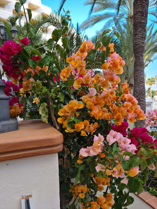 Gartenanlage Hotel Riu Palace Tres Islas