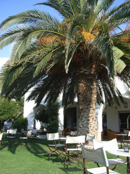 Dattel-Palme Eagles Palace