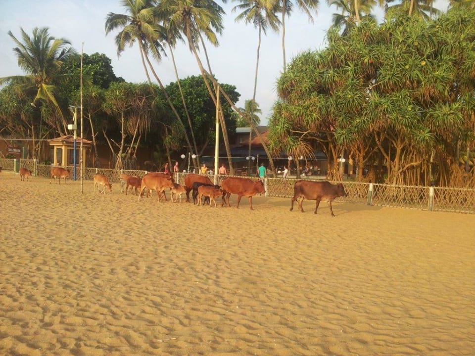 Rinderherde am Strand Tangerine Beach Hotel