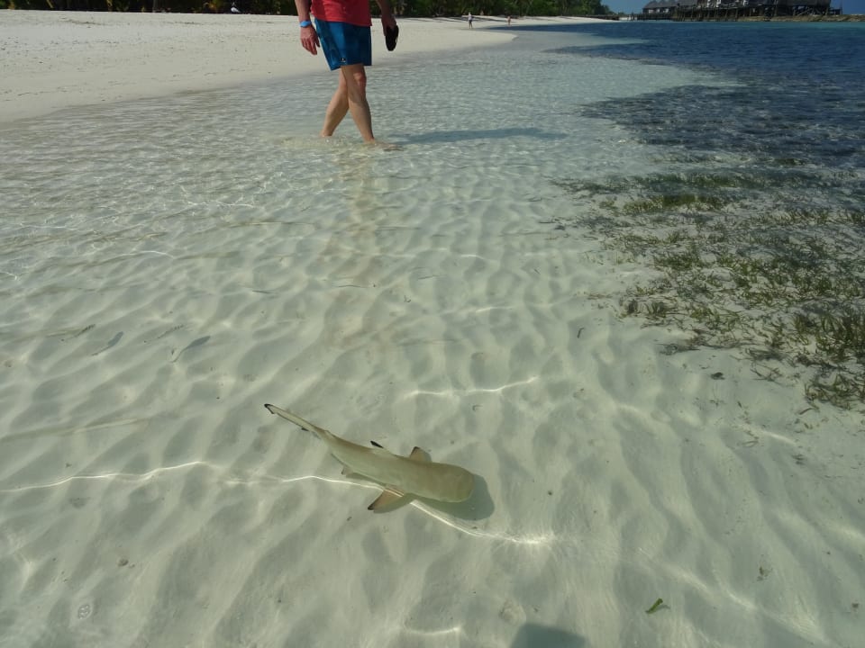 Strand Kuredu Island Resort & Spa