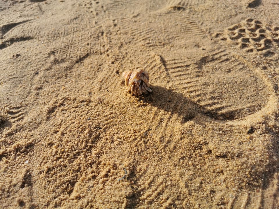 Strand Steigenberger Coraya Beach - Adults only