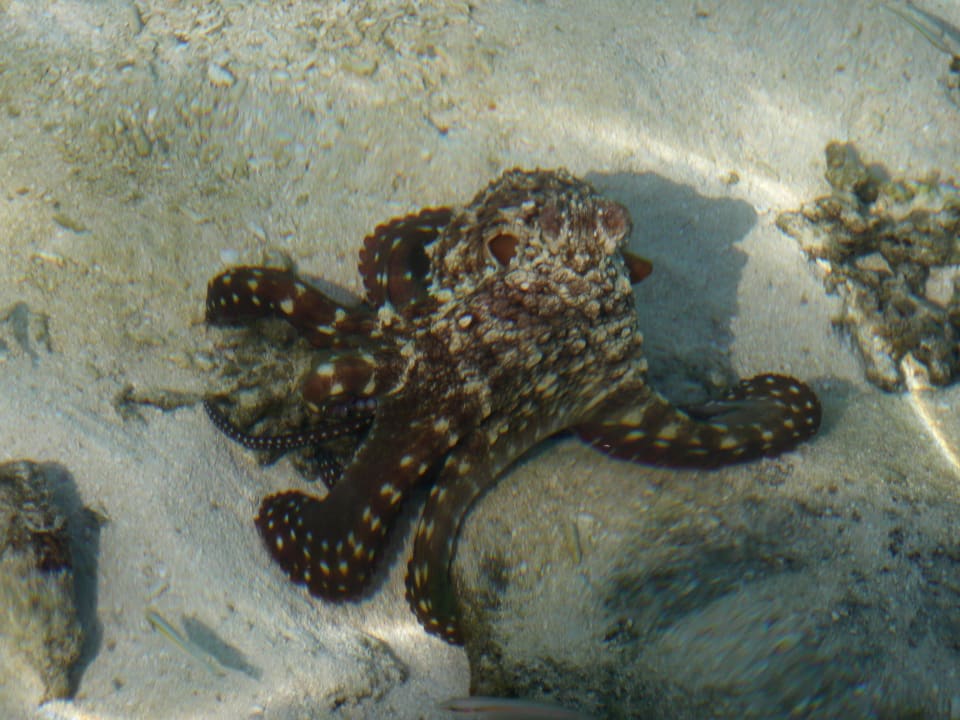 Oktopus Summer Island Maldives