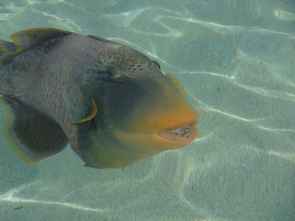 Zutraulicher Riesendrücker Summer Island Maldives