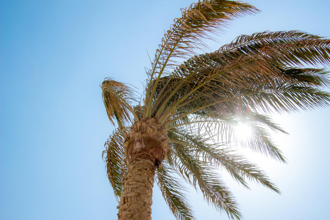 Sonstiges Steigenberger Coraya Beach - Adults only