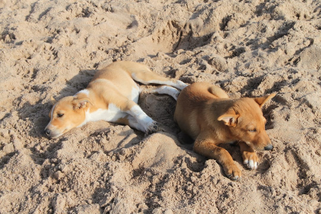 Die jüngsten Hunde JAZ Dahabeya