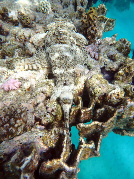 Sport & Freizeit Hotel Gorgonia Beach Resort