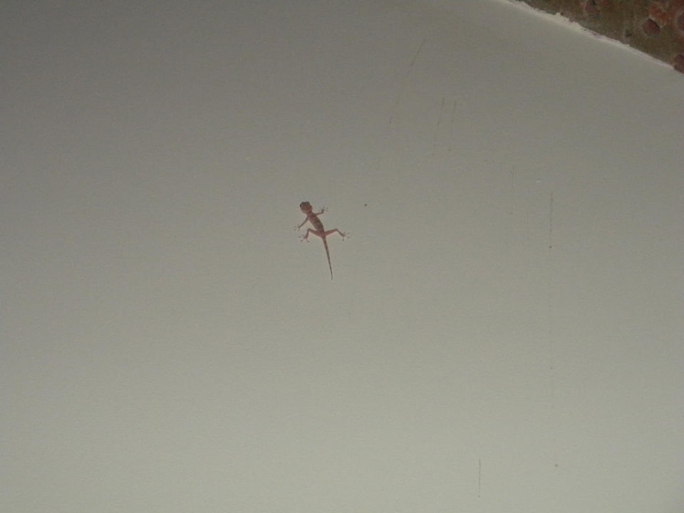 Gecko Sentido Akassia Beach