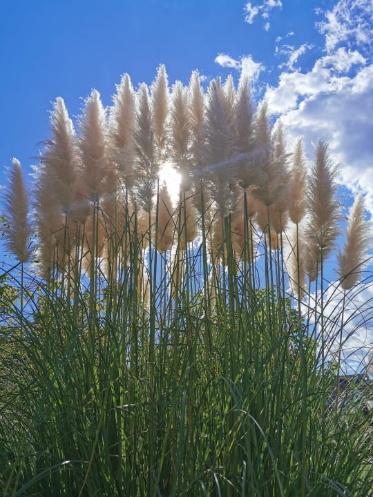 Sonstiges alltoura Club Hotel Poseidon Palace