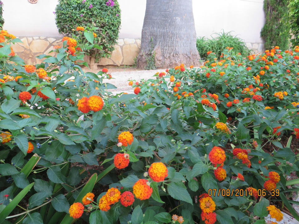 Garten allsun Hotel Lago Playa Park