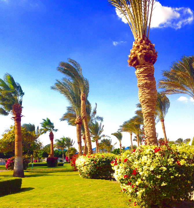 Gartenanlage Desert Rose