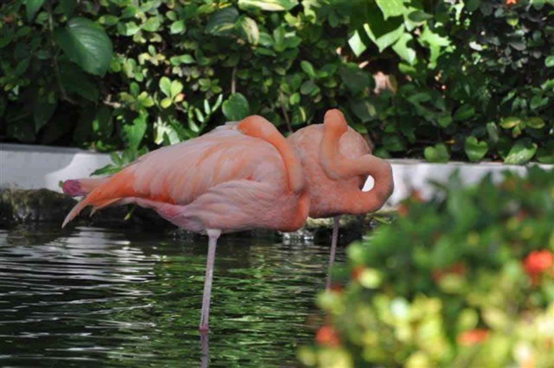 Flamingos Hotel Grand Palladium Palace Resort, Spa & Casino