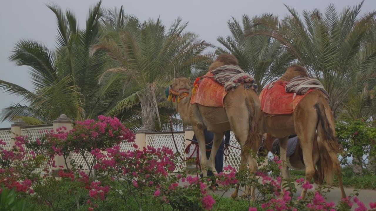 Kamelreiten am Abend Shangri-La Barr Al Jissah Resort & Spa