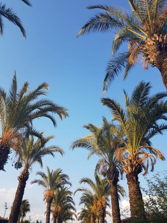 Gartenanlage TUI BLUE Palm Garden