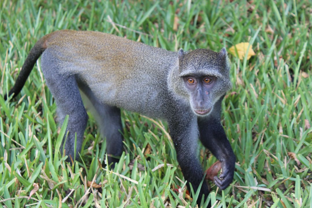 Kleine Bamditos Hotel Papillon Lagoon Reef