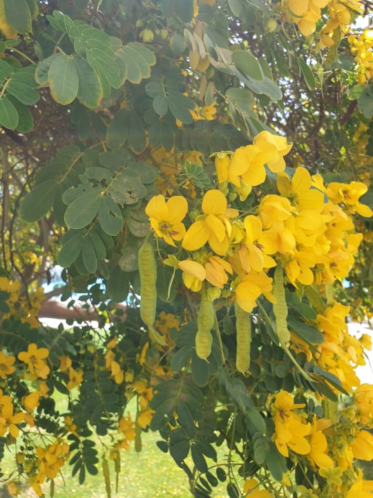 Gartenanlage Steigenberger ALDAU Beach Hotel