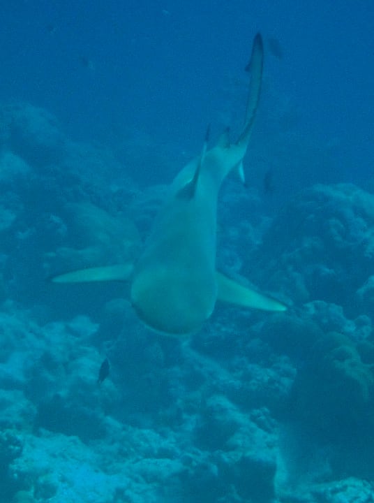 Sport & Freizeit Hondaafushi Island Resort