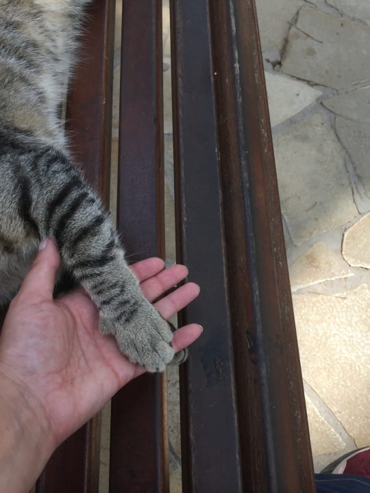 Sonstiges Hotel Zafiro Alzinar Mar