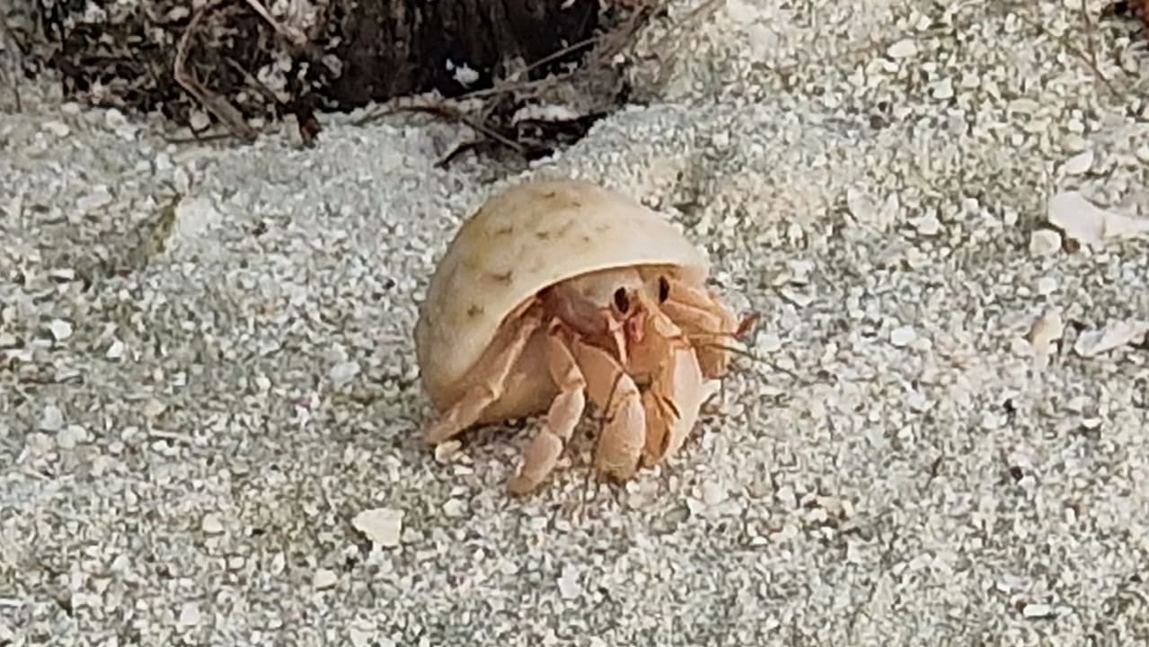 Strand Hotel Riu Palace Maldivas