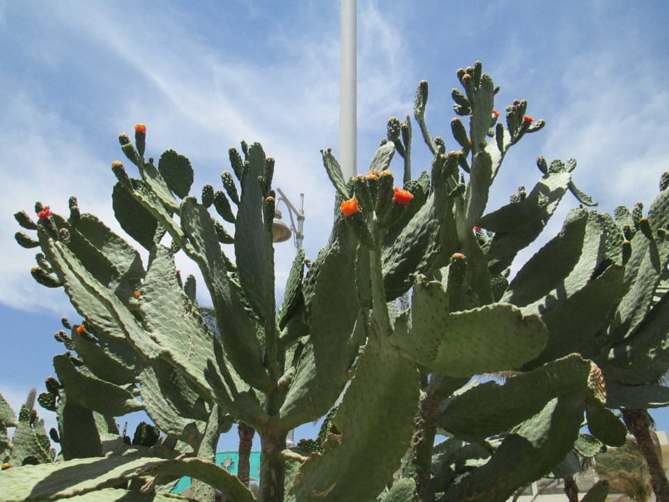 Кактус цветет Marlin Inn Azur Resort