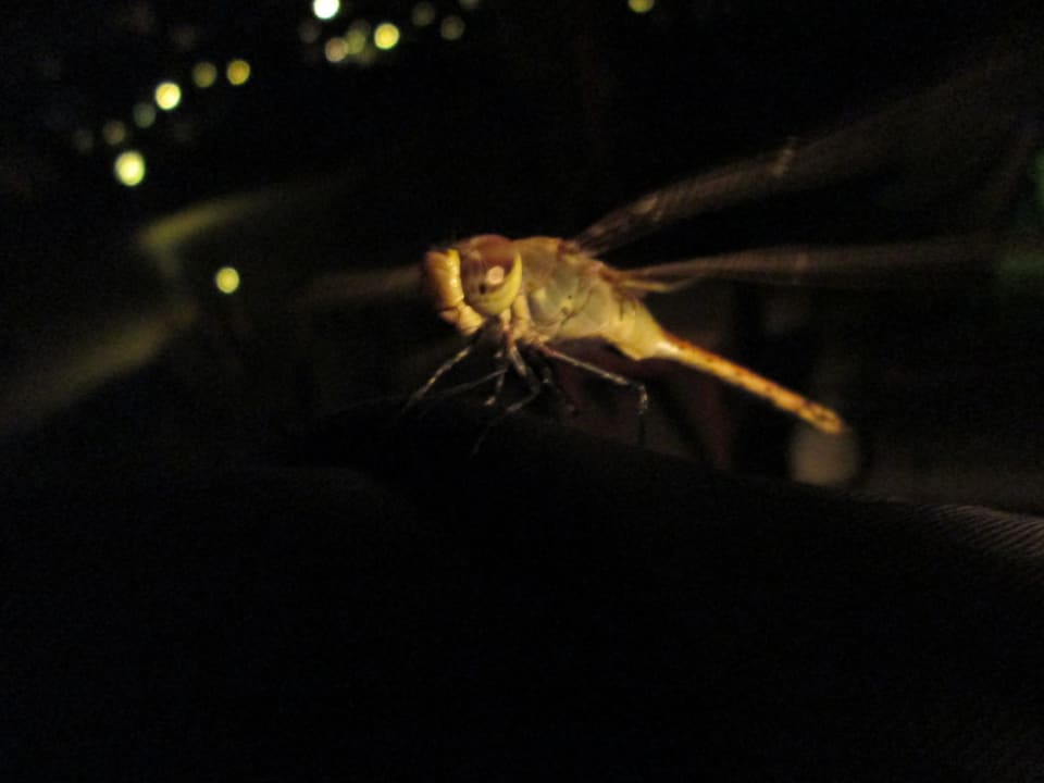 Libelle, auch am Abend Shams Prestige Abu Soma-Adults Only