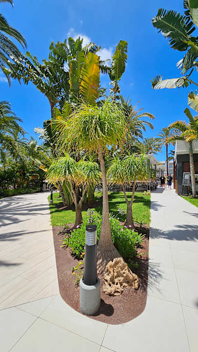 Gartenanlage Hotel Riu Palace Palmeras