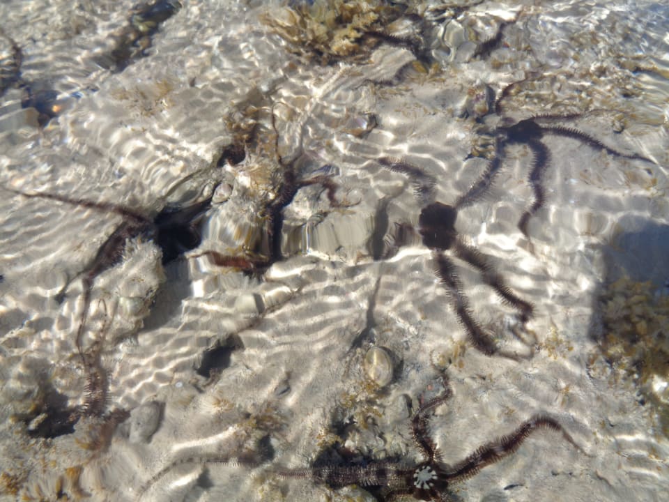 Strand Hotel Titanic Palace