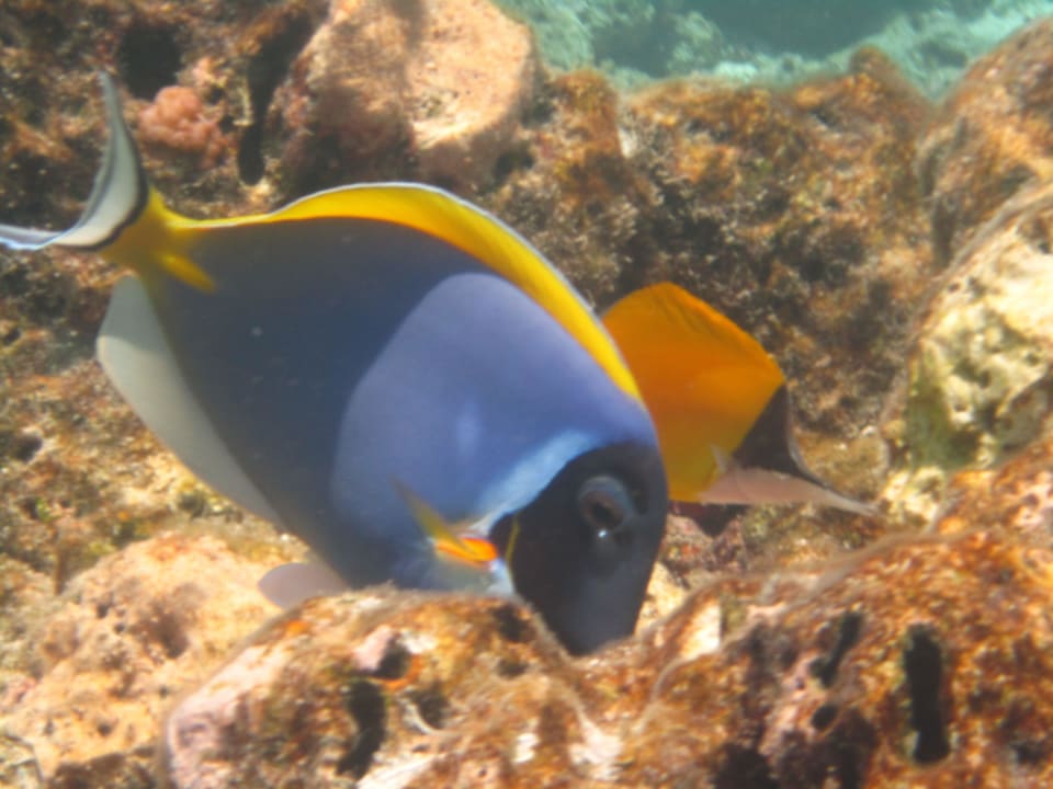 Unterwasserwelt NH Collection Maldives Reethi Resort