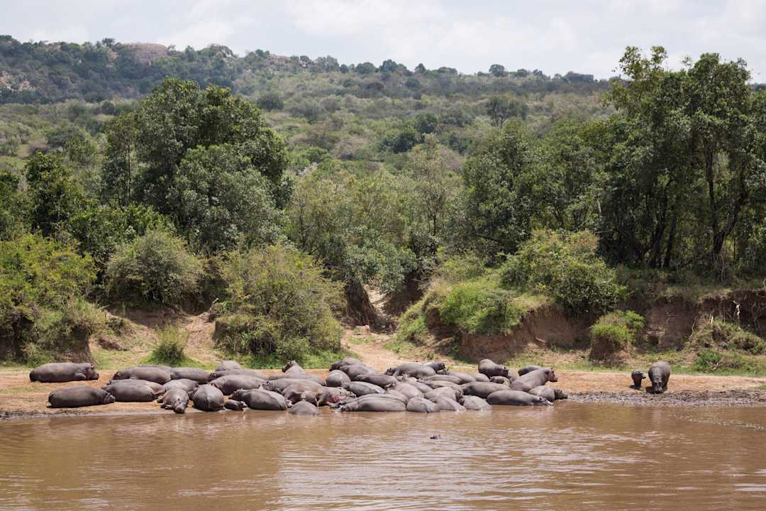 Der Hippo Pool  Royal Mara Safari Lodge