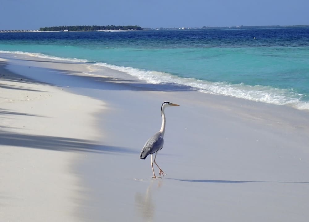 Strand NH Collection Maldives Reethi Resort