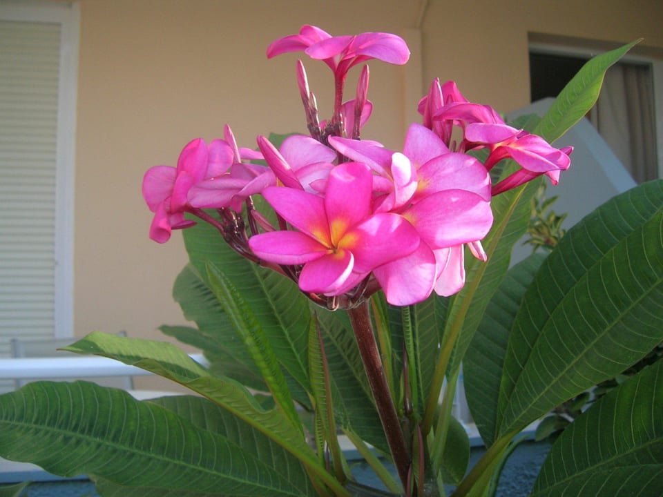 Plumeria flowers Hotel Kathrin Beach