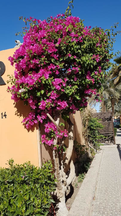 Gartenanlage Giftun Azur Resort