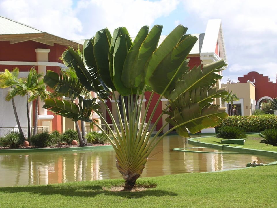 Gartenanlage Iberostar Waves Bahia