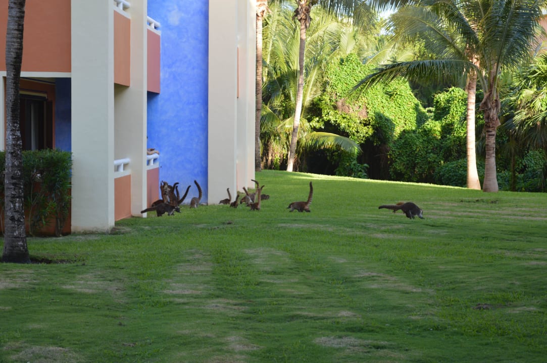 Mitbewohner Bahia Principe Luxury Akumal
