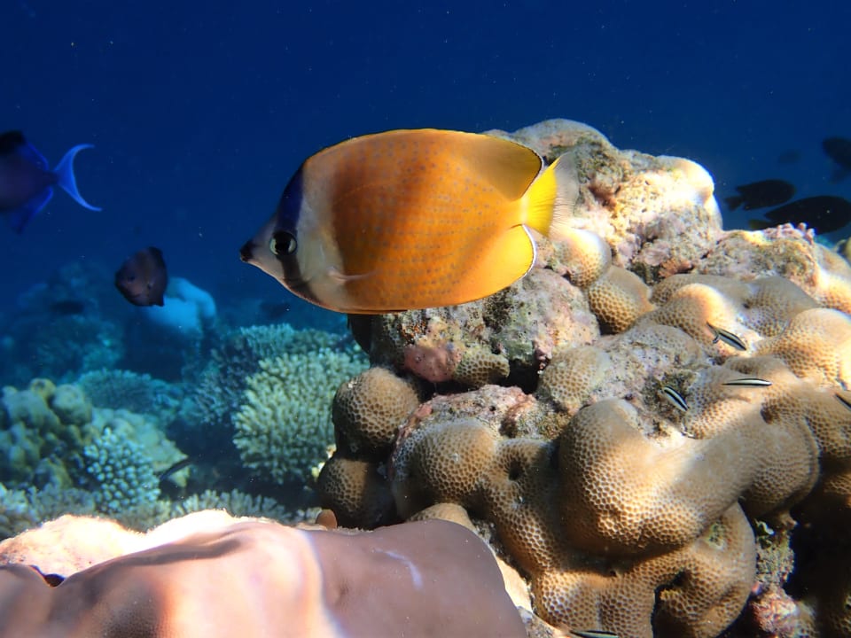 Sport & Freizeit Filitheyo Island Resort