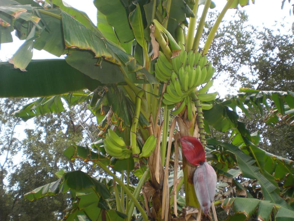 Bananenbaum Sandos Playacar Beach Resort